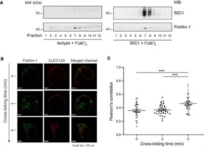 The Inhibitory Receptor CLEC12A Regulates PI3K-Akt Signaling to Inhibit Neutrophil Activation and Cytokine Release